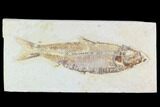 Fossil Fish Plate (Knightia) - Wyoming #108285-1